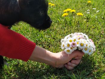 Cropped image of person hand by flowering plants on field