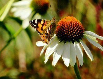 Close-up of butterfly pollinating on flower