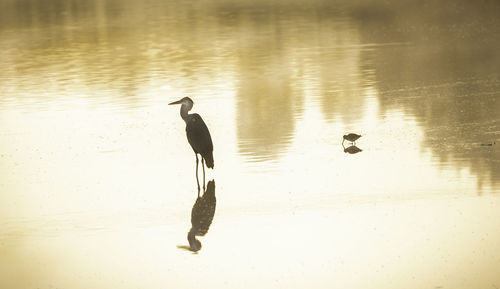 Heron standing in lake during sunset