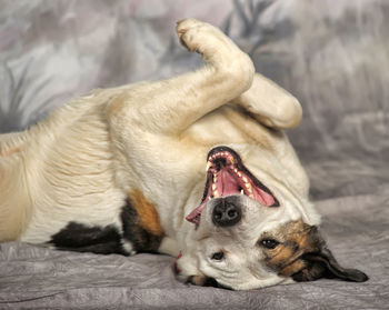 Dog lying down on bed