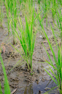 Close-up of crops growing on field