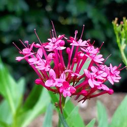 Close-up of pink flowers blooming outdoors