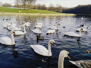 Swans swimming in lake