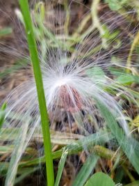 Close-up of dandelion on field