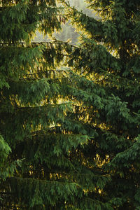 High angle view of trees in forest