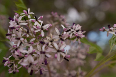 Close-up of pink flowers blooming on tree