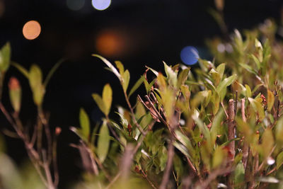 Close-up of flowering plants on field