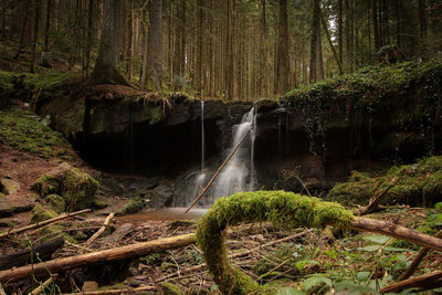 Scenic view of waterfall in forest