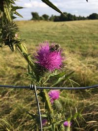 Close-up of thistle flower