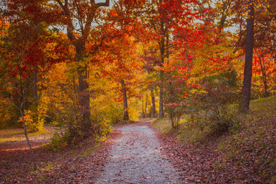 Footpath amidst trees in forest during autumn