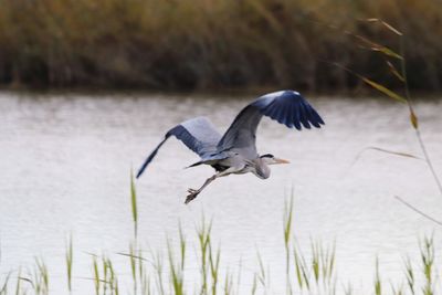 Bird flying over lake