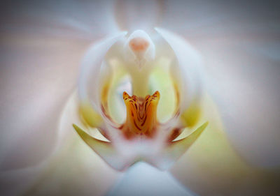 Close-up of white rose flower