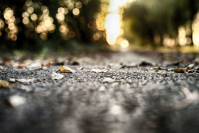 Close-up of sunlight falling on road