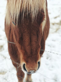 Close-up of a horse