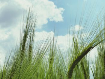 Close-up of wheat growing on field against sky