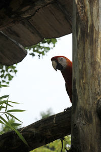 Low angle view of bird perching on wooden post