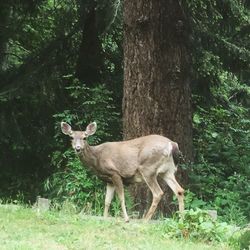 Dog in forest