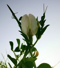 Close-up of fresh flowers blooming against sky