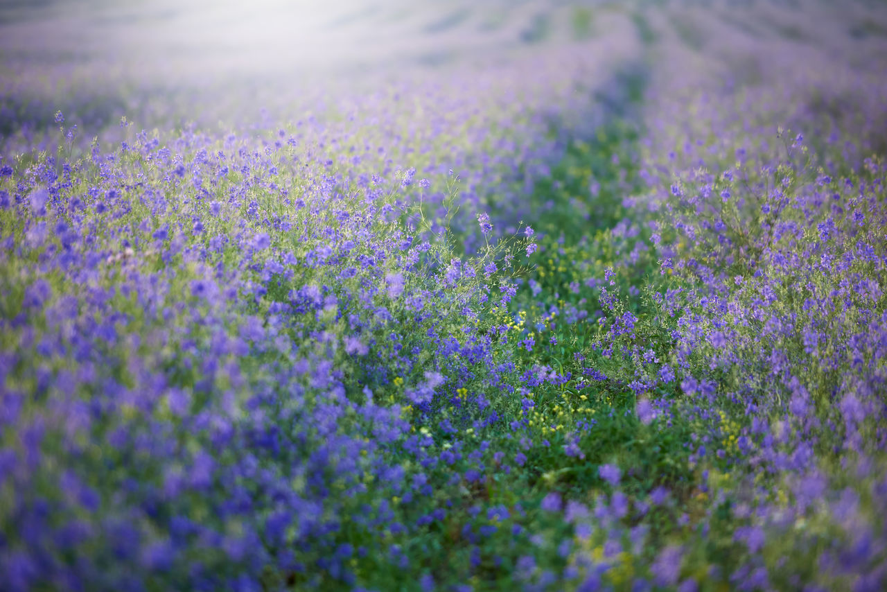 flower, flowering plant, plant, purple, lavender, freshness, beauty in nature, field, growth, land, nature, selective focus, landscape, agriculture, fragility, no people, environment, rural scene, scenics - nature, tranquility, close-up, tranquil scene, meadow, abundance, springtime, outdoors, herb, idyllic, scented, flowerbed, farm, medicine, therapy, day