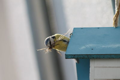 Close-up of insect