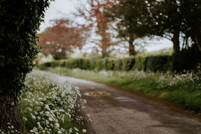 View of flowering plants by road