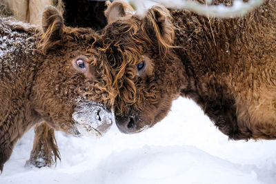 Close-up of pig on snow covered field