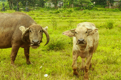 Sheep standing in a field