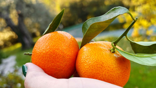 Cropped hand holding orange fruit