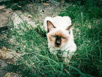 Portrait of a cat on grass