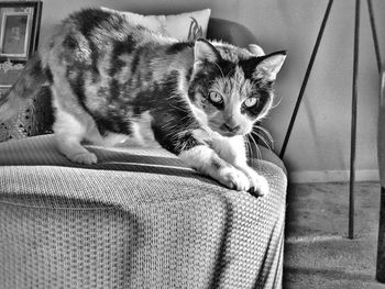Portrait of cat poised to jump off otteman at home. black and white