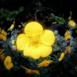 Close-up of yellow flower