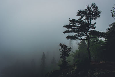 Trees in forest against clear sky