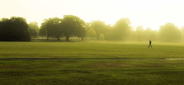 Trees on grassy field in park