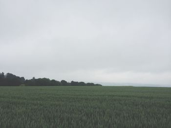 Scenic view of grassy field against sky