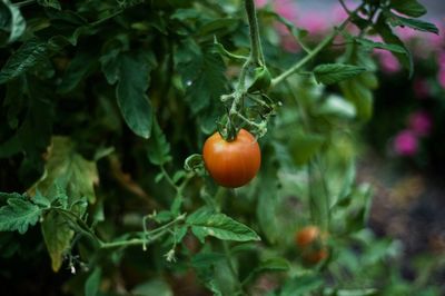 Close-up of fruit on tree