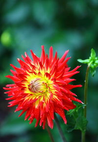 Close-up of red flower blooming outdoors