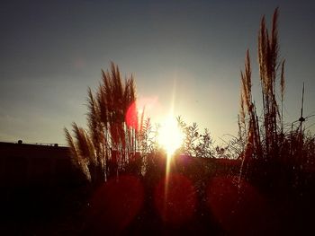 Sun shining through trees