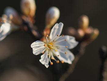 Close-up of white flower