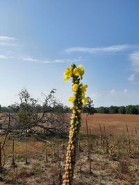 Yellow flowers growing on field against sky