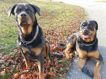 Portrait of dogs in park