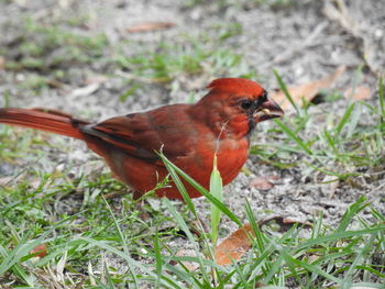 Close-up of bird perching on field