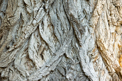 Full frame shot of tree trunk