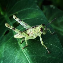 Close-up of insect on leaf