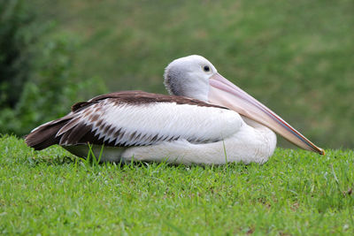 Close-up of pelican perching on grass