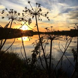 Silhouette plants against sky during sunset