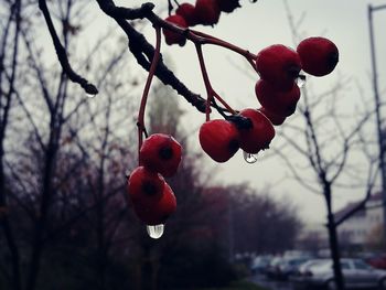 Close-up of red berries hanging on tree