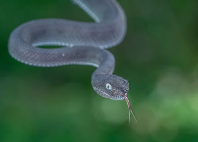 Close-up of snake