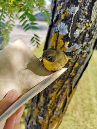 Close-up of a hand holding bird