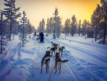 Dogs on snow field against sky