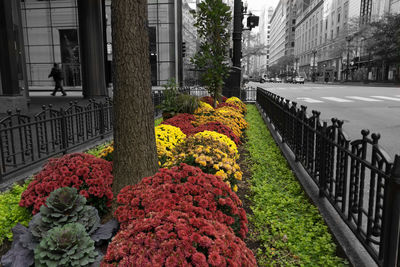 Flowers growing by building